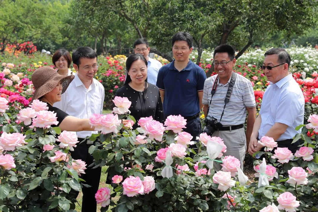 绿化专家：赏月季，来泰达就够了