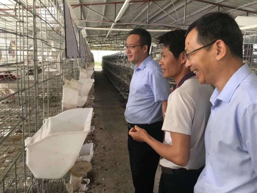 为带领农村致富的年轻人点赞,返乡创业养家禽带动村民脱了贫