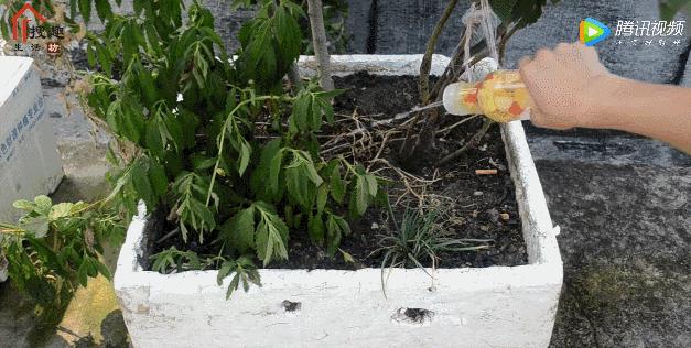 坏掉的苹果有什么用处,坏掉的苹果