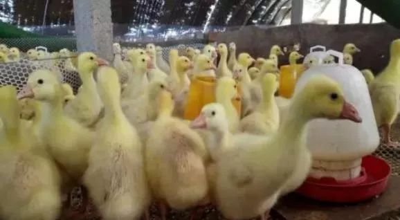 养鹅前景与投资价值,广西养鹅1000只利润和成本