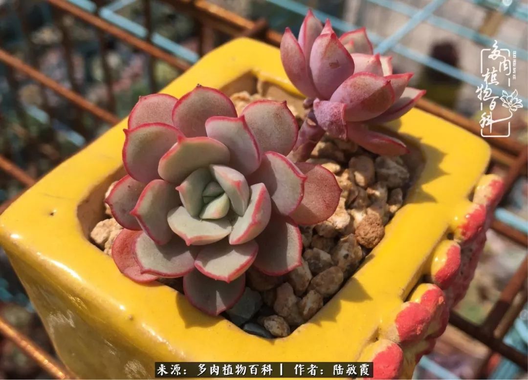 往后余生与花草相伴,往后余生与健康相伴