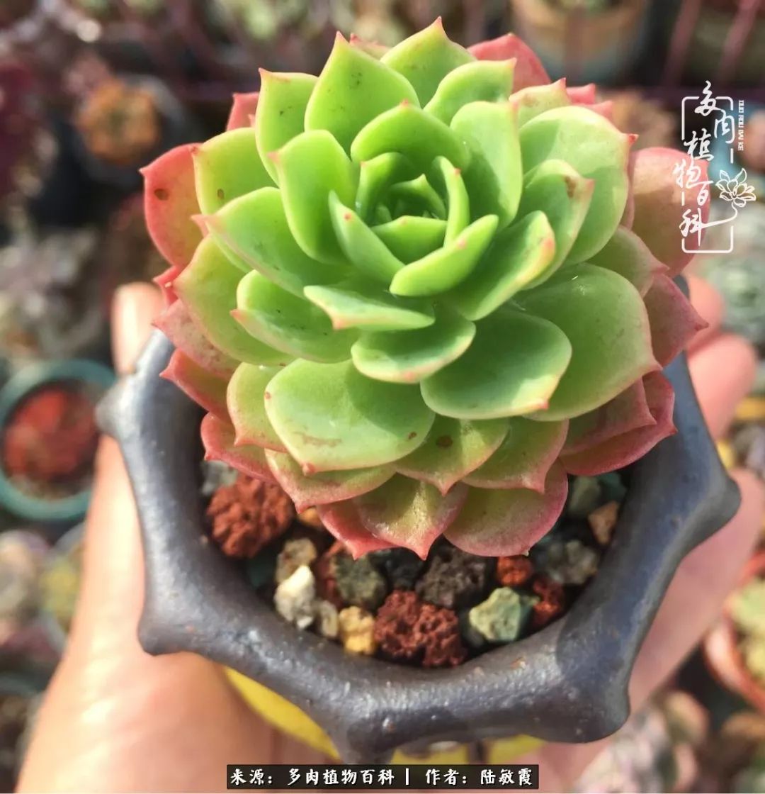 往后余生与花草相伴,往后余生与健康相伴