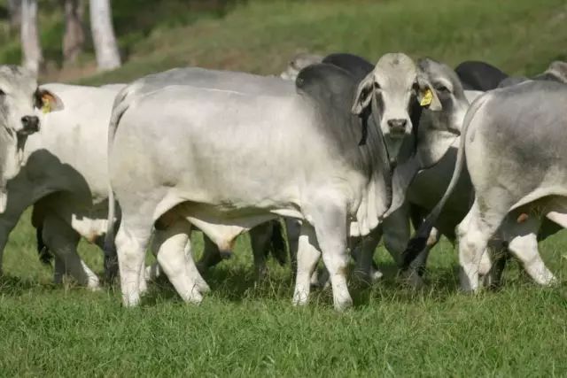 牛品种最好是哪个品种,适合生产雪花牛肉的中国牛品种