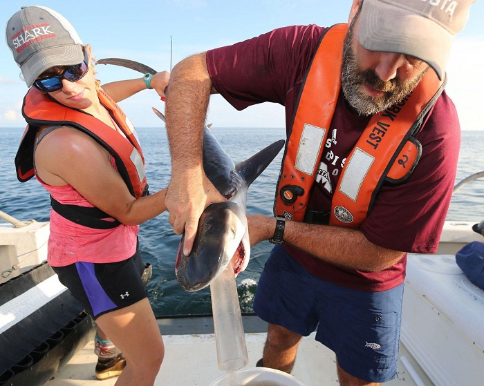 科学家新发现一种白垩纪鸟类,我国科学家新发现一种白垩纪鸟类