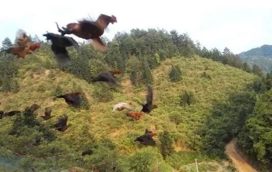 土鸡飞上天,土鸡从树上飞下来