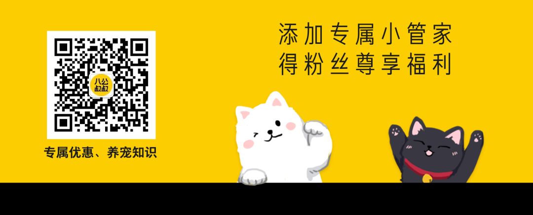 盘点狗狗智商排行榜前十,狗狗智商排行倒数20名