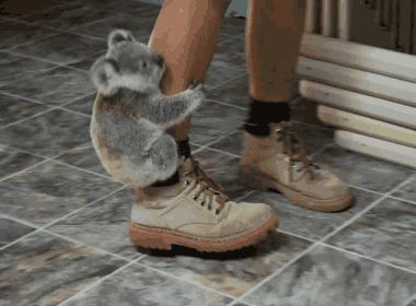 考拉要睡,考拉要努力