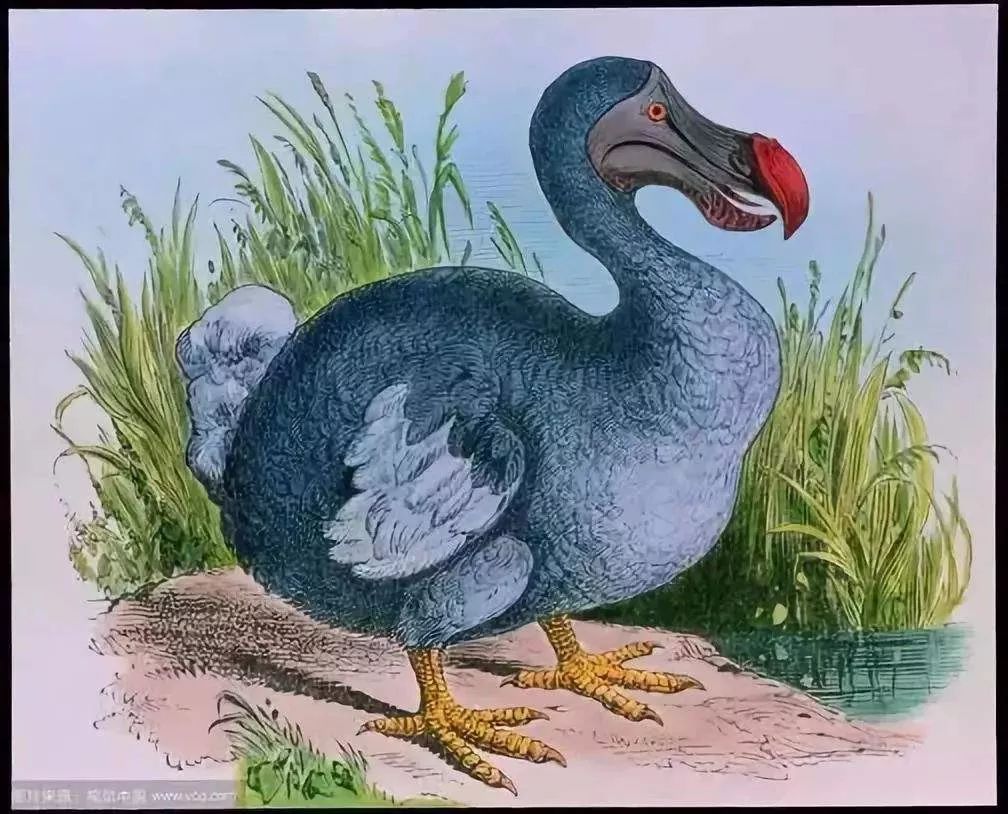 考拉要睡,考拉要努力