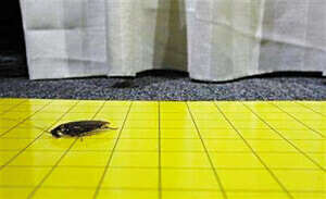 家里总有“小强”作祟怎么办?来学学这几个小妙招