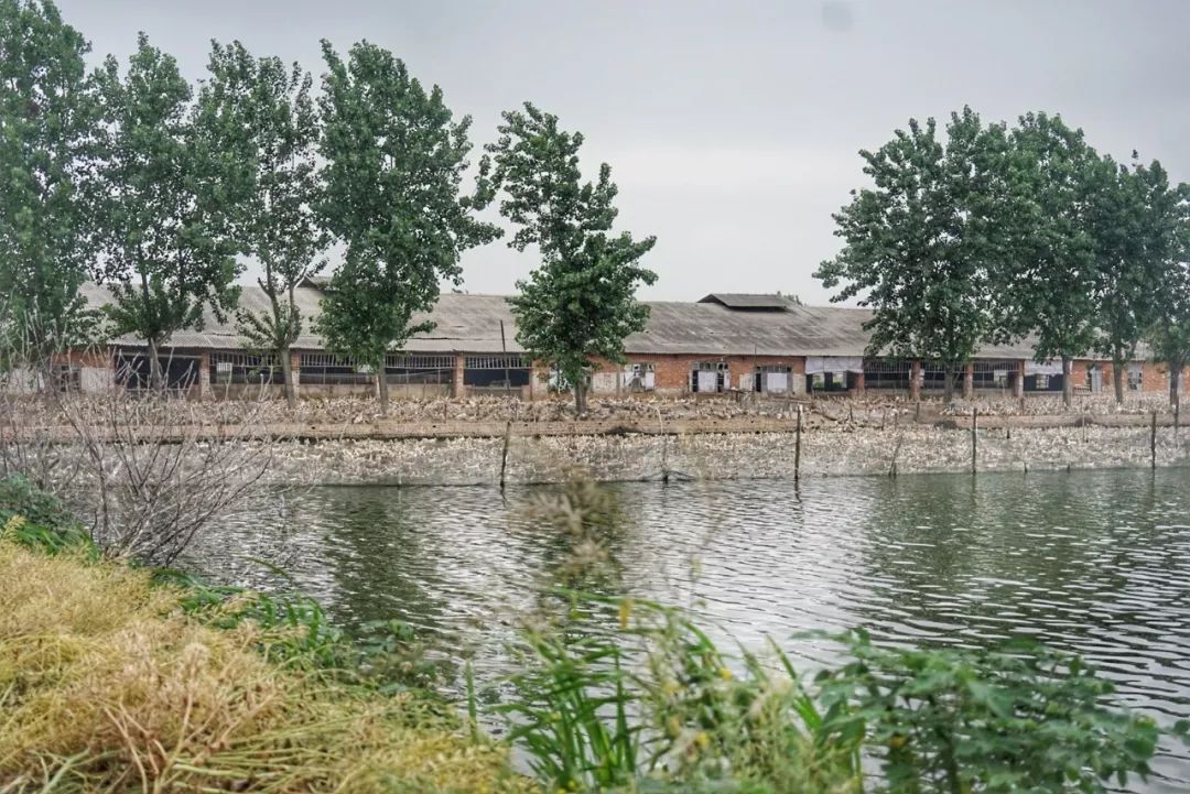 五月种草|栀子乌龙快乐水藕粉丸子葡萄酒盐