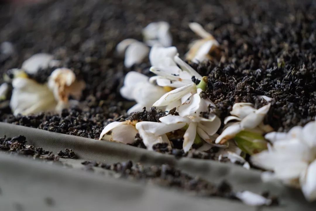 五月种草|栀子乌龙快乐水藕粉丸子葡萄酒盐