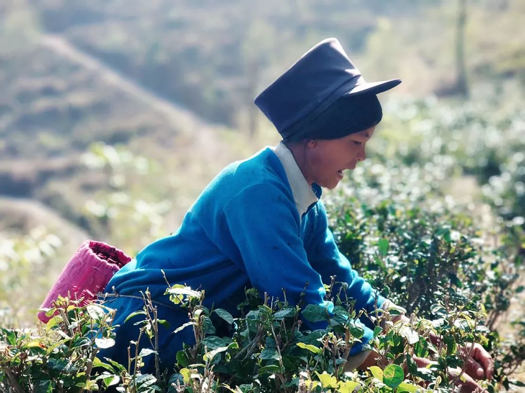 传承彝族茶文化,彝族茶的历史文化