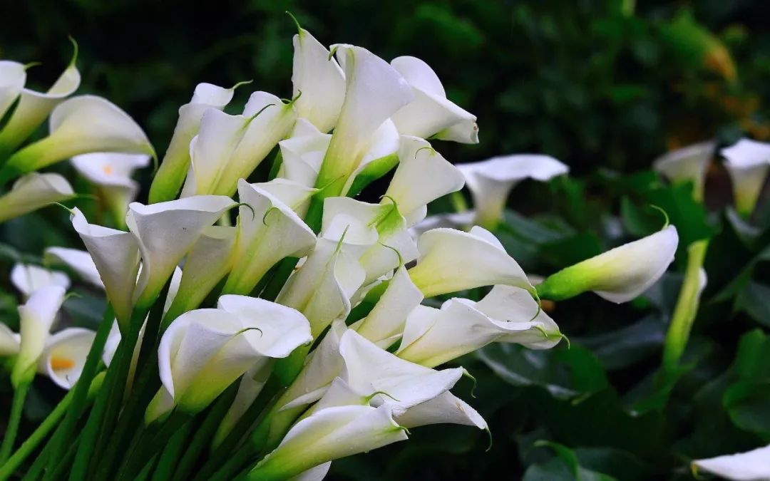 被误食的致命毒物,一碰就中毒怎么处理