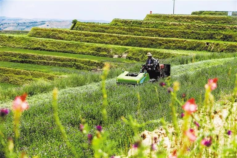 大坪的“绿色步伐——来自安定区青岚乡大坪村的蹲点报告