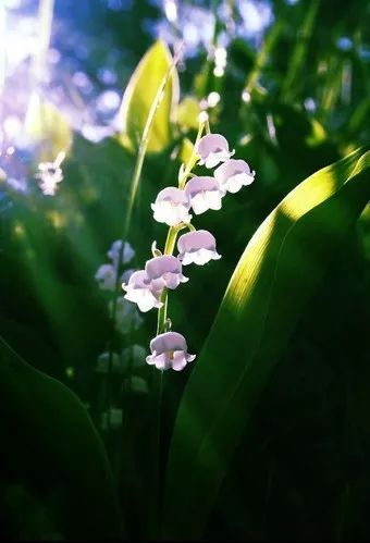 寻香|还原派VS颠覆派？诶呦~想不到这花还有两副面孔！（上）