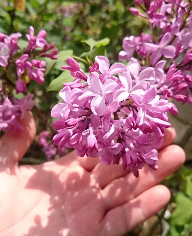 寻香|还原派VS颠覆派？诶呦~想不到这花还有两副面孔！（上）