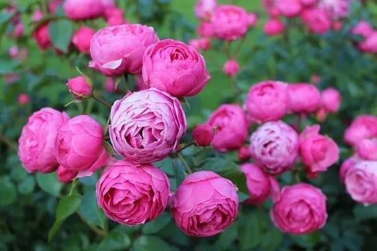 微信头像花图片,最惊艳的头像花