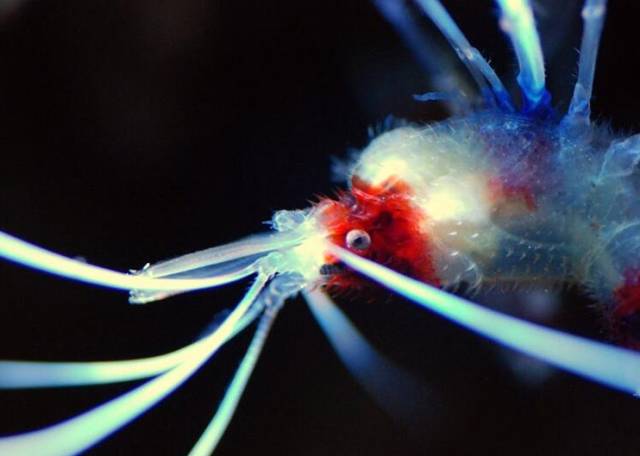 鉴定完毕就是好人吗,鉴定完毕就是亲生的没错了