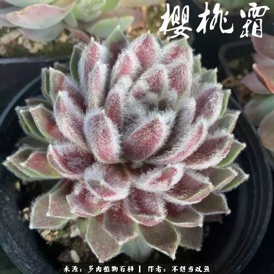 这是个什么神仙草？我被*引勾**了！不能自己一个人进坑！