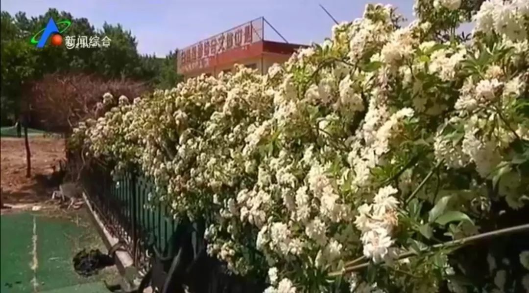 日照海曲公园开放时间,山东日照海边公园是否开放