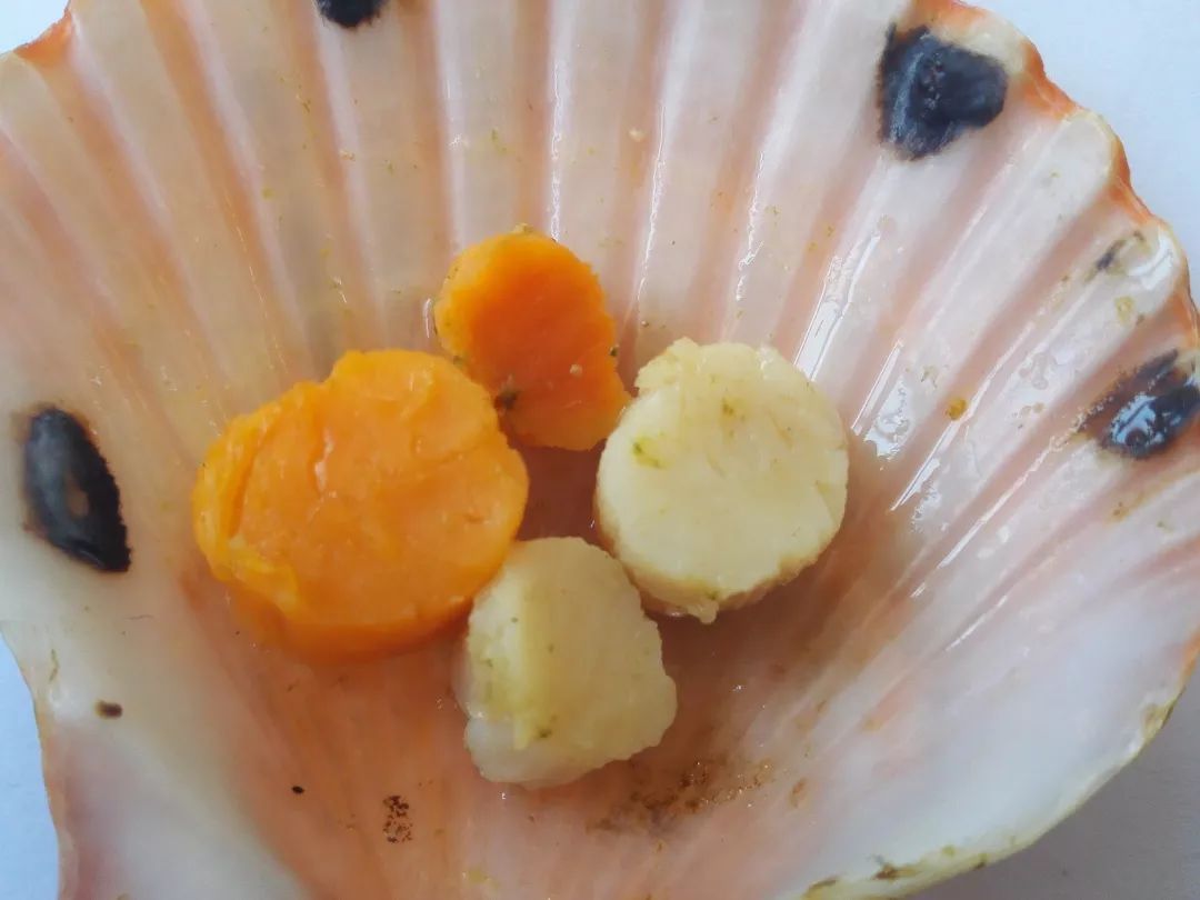 ins风！青农大学育出金色扇贝堪称“王者贝”