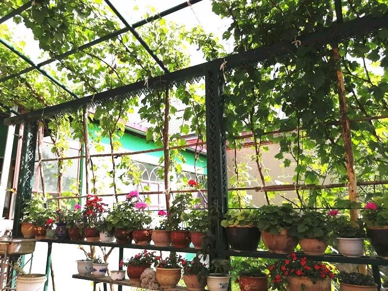 伊犁市便宜又好看的民宿,伊犁值得去的民宿