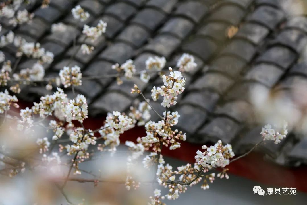 陕西一个作家最多的地方,陕西安康的出名作家