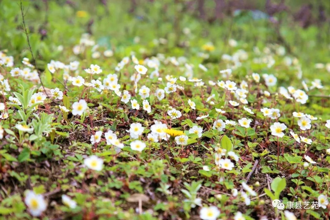 陕西一个作家最多的地方,陕西安康的出名作家