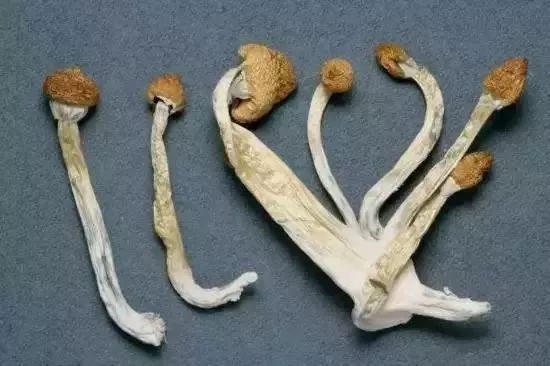 这款“饼干”居然有毒？！网上有人售卖，请小心！