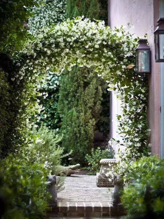 100种爬藤植物花墙,15种常用的园林观花爬藤植物