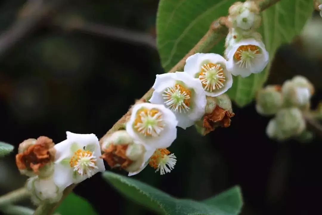 100种爬藤植物花墙,15种常用的园林观花爬藤植物