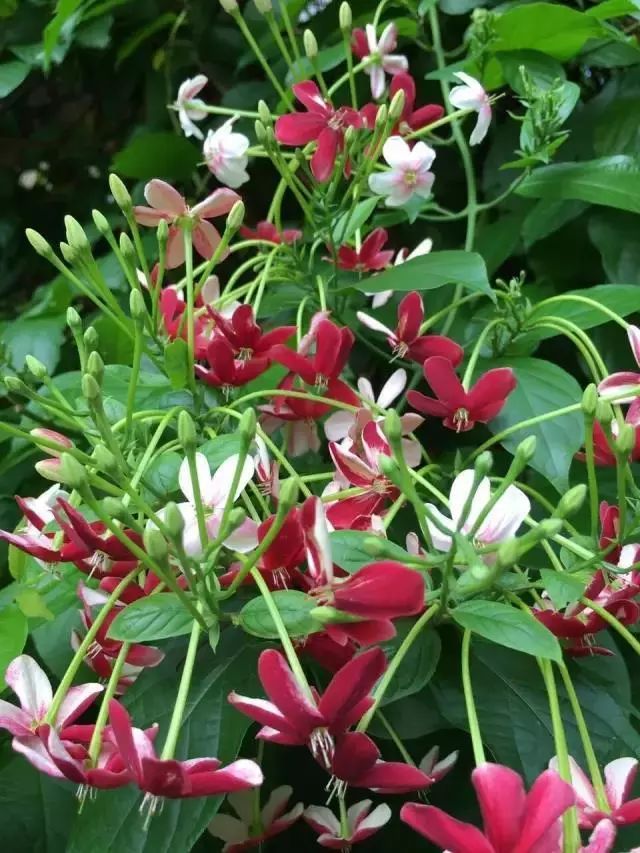 100种爬藤植物花墙,15种常用的园林观花爬藤植物