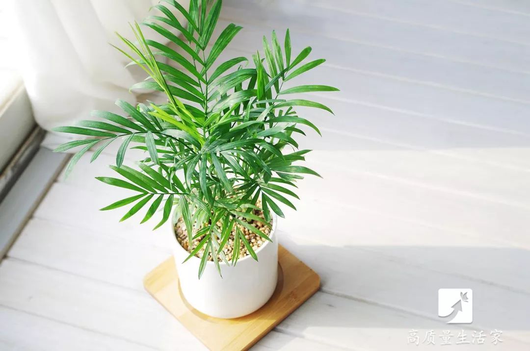 能净化空气吸附甲醛的植物有哪些,吸甲醛最好的植物排行榜