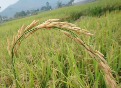 自贡富顺十大特产,自贡十大特产排名