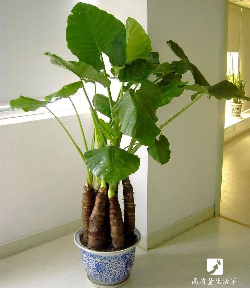 吸甲醛最好的植物排名,什么植物去甲醛最好又适合放卧室