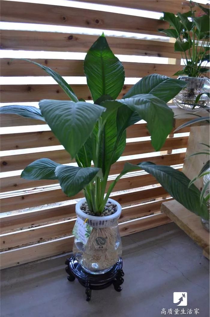 吸甲醛最好的植物排名,什么植物去甲醛最好又适合放卧室