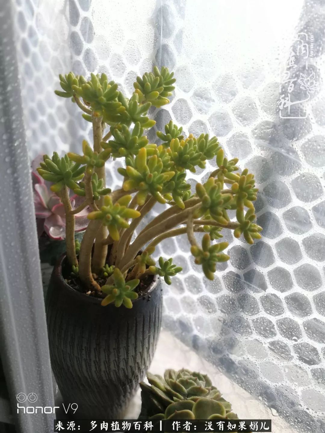 一个80后的养殖人,农村80后养肉人