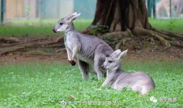 南宁六一免费景点推荐,南宁六一儿童游玩攻略