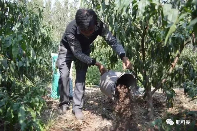 果树发生肥害怎么补救,果树施肥如何避免发生肥害病