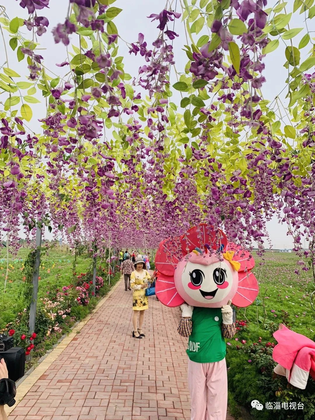 临淄梦幻花海,航拍临淄花海风景