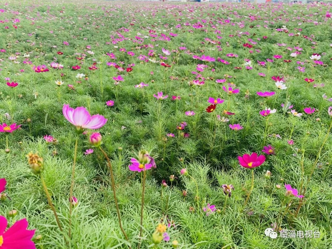 临淄梦幻花海,航拍临淄花海风景