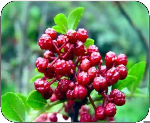 五丰黎红食品有限公司官网,五丰黎红