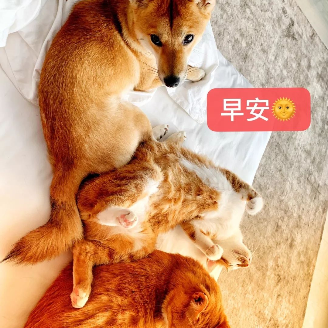 高萌来袭!真小奶猫小奶狗!|毛孩子的童年有多奶?