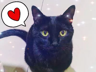 高萌来袭!真小奶猫小奶狗!|毛孩子的童年有多奶?