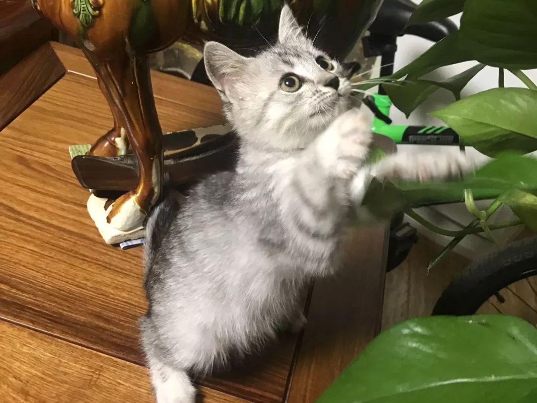 高萌来袭！真小奶猫小奶狗！|毛孩子的童年有多奶？