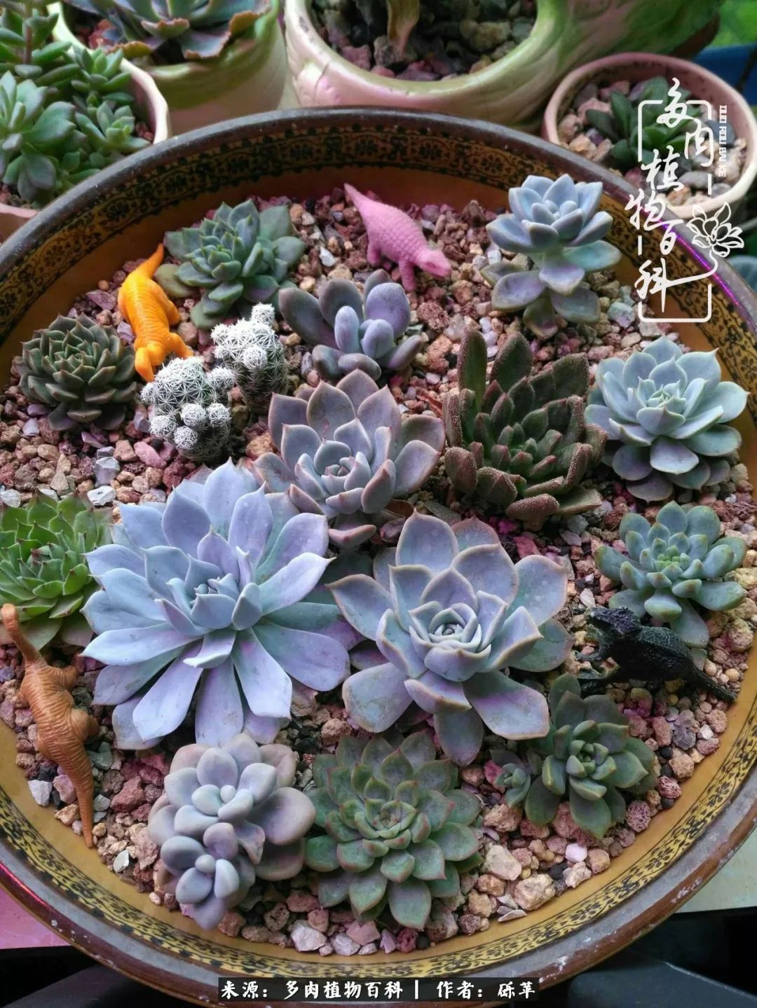 养多肉一个人就可以玩到天荒地老,养多肉的幸福其实很简单