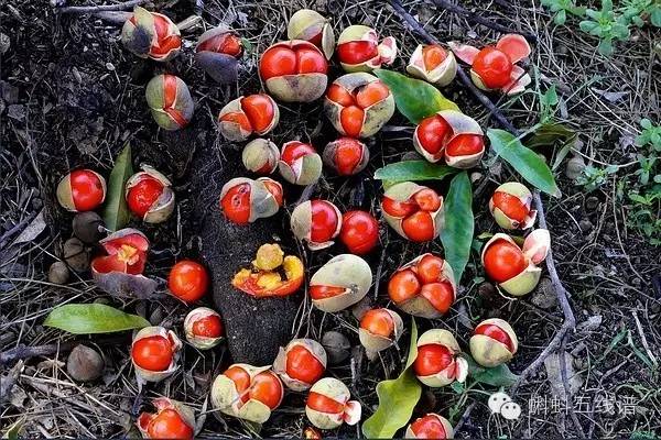 世界十大难吃水果,世界最坑人水果