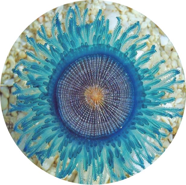 奇奇怪怪的海洋生物海底小纵队,奇奇怪怪海洋生物