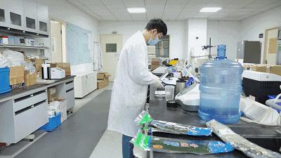 粽叶绿的有点蓝还很软正常吗,鲜绿的粽叶安全吗