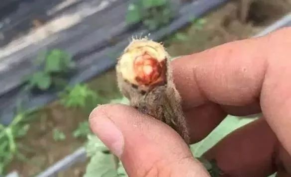 桃树各个时期病虫害防治用药方案,病虫害用药大全